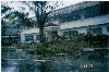 Fallen trees from typhoon in Manila